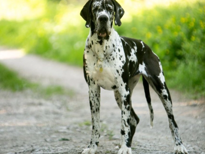 Deutsche Dogge Welpe zu verkaufen