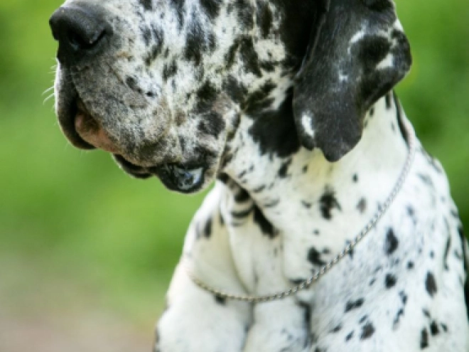 Deutsche Dogge Welpe zu verkaufen
