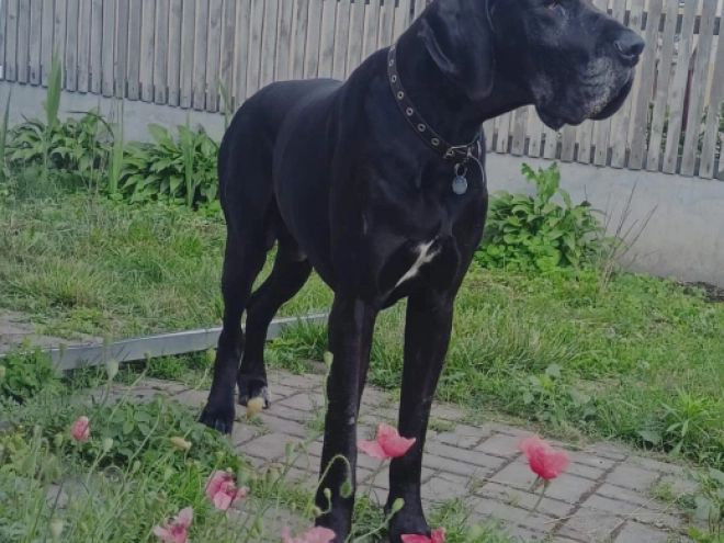 Deutsche Dogge Welpe zu verkaufen