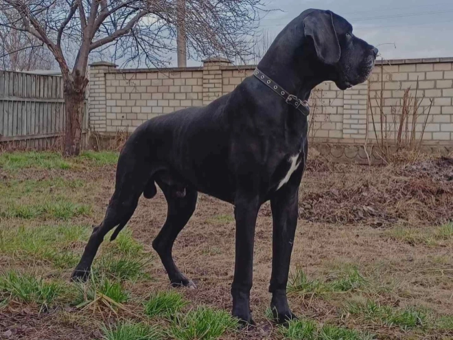 Deutsche Dogge Welpe zu verkaufen