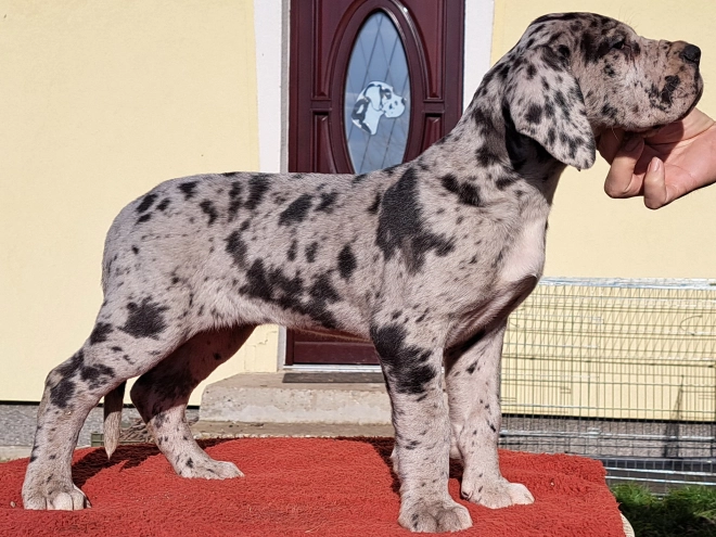 Great Dane puppy for sale