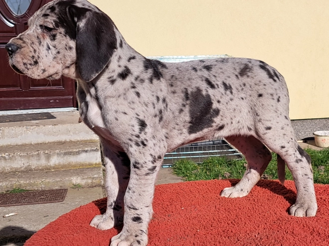 Great Dane puppy for sale