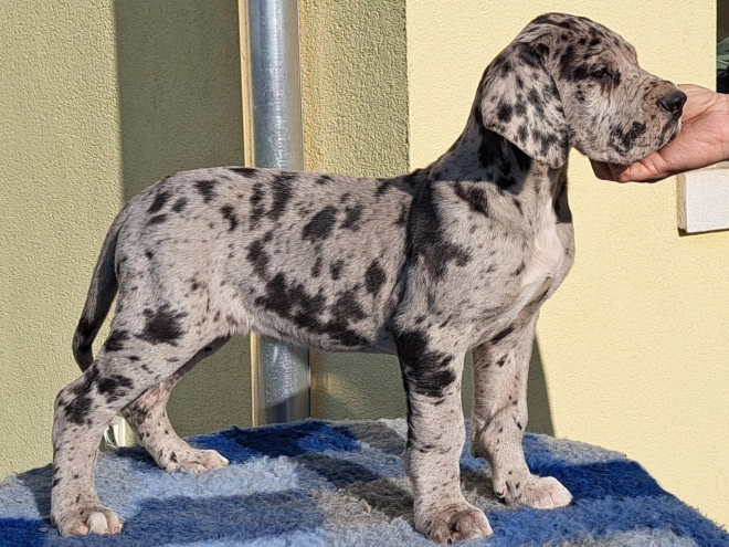 Great Dane puppy for sale