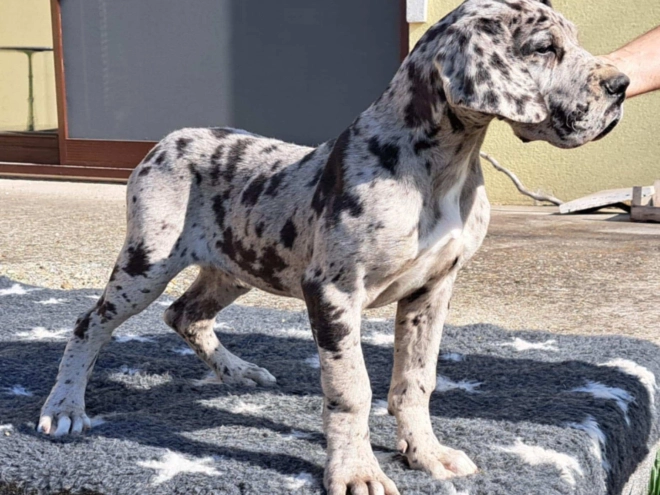 Great Dane puppy for sale