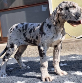 Perros Gran Danés en venta