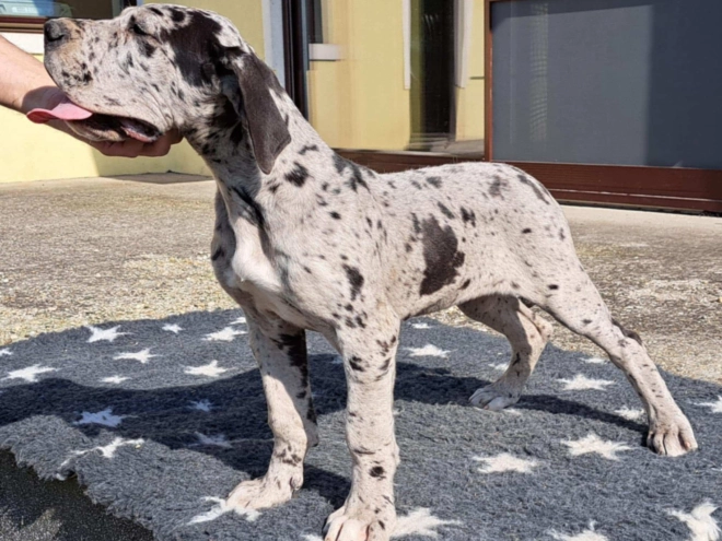 Great Dane puppy for sale