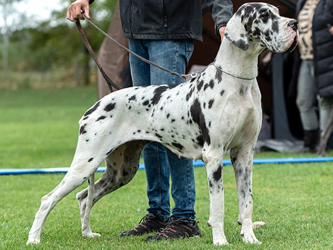 Great Dane puppy for sale