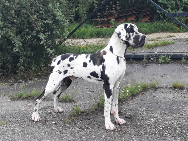 Great Dane puppy for sale