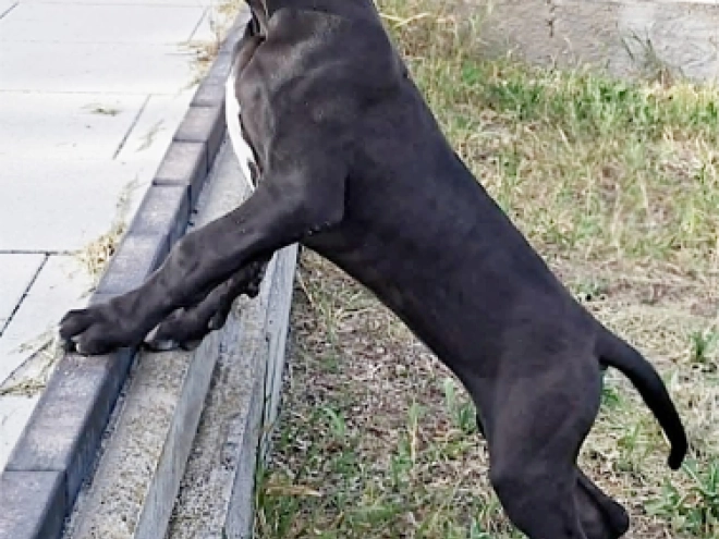 Great Dane puppy for sale
