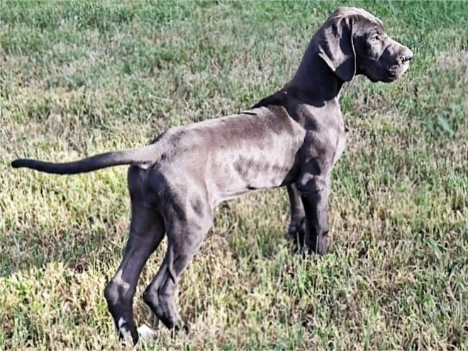 Great Dane puppy for sale