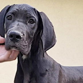 Great Dane puppy for sale
