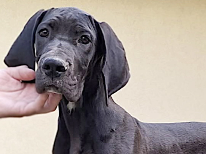 Great Dane puppy for sale
