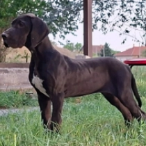 Gitta, black Great Dane for sale