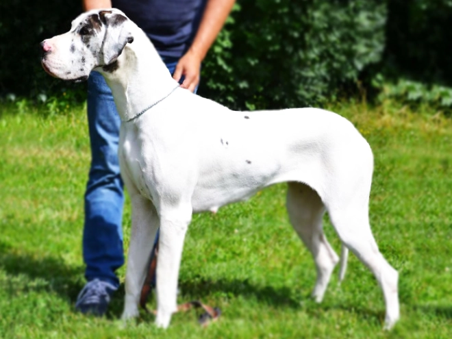 Great Dane puppy for sale
