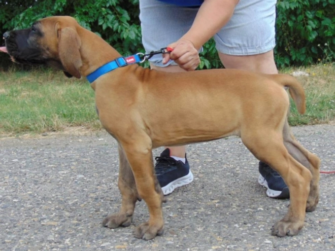 Deutsche Dogge Welpe kaufen