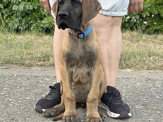 Deutsche Dogge Welpe kaufen