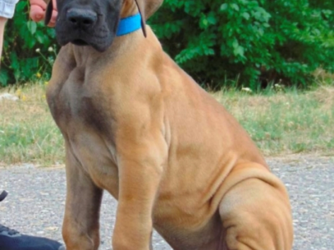 Deutsche Dogge Welpe kaufen