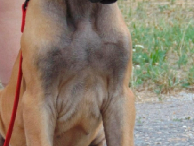 Deutsche Dogge Welpe kaufen