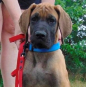 Deutsche Dogge Welpe kaufen