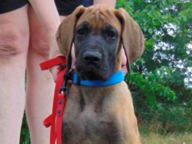 Deutsche Dogge Welpe kaufen