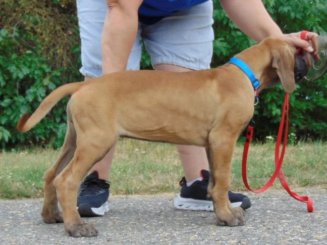 Deutsche Dogge Welpe kaufen