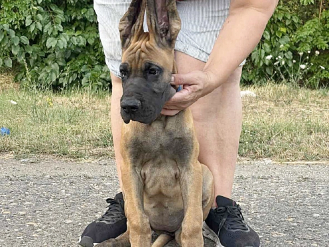 Deutsche Dogge Welpe kaufen