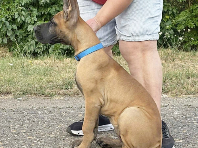 Deutsche Dogge Welpe kaufen
