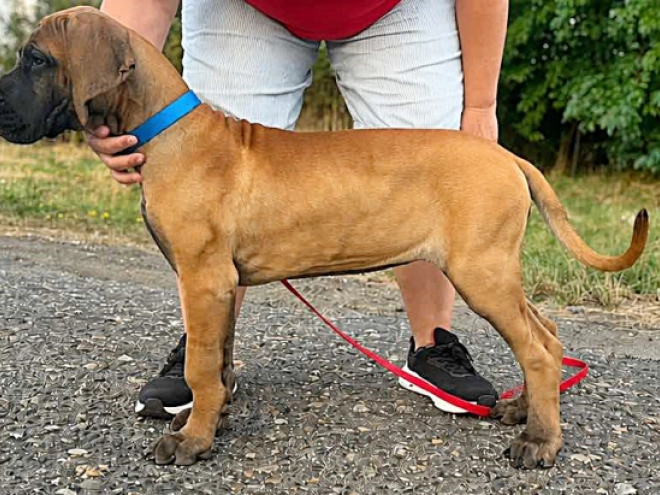 Deutsche Dogge Welpe kaufen