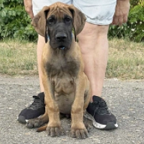 Jessica Huge, yellow Great Dane for sale