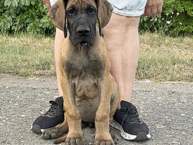 Deutsche Dogge Welpe kaufen