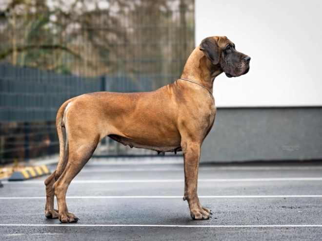 Deutsche Dogge Welpe kaufen