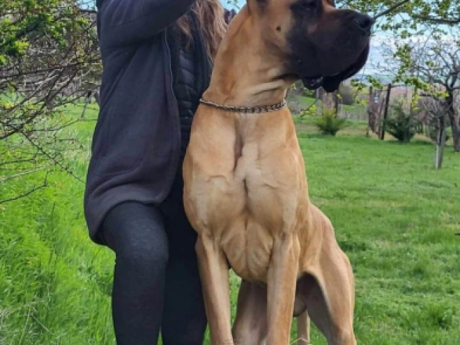 Deutsche Dogge Welpe kaufen