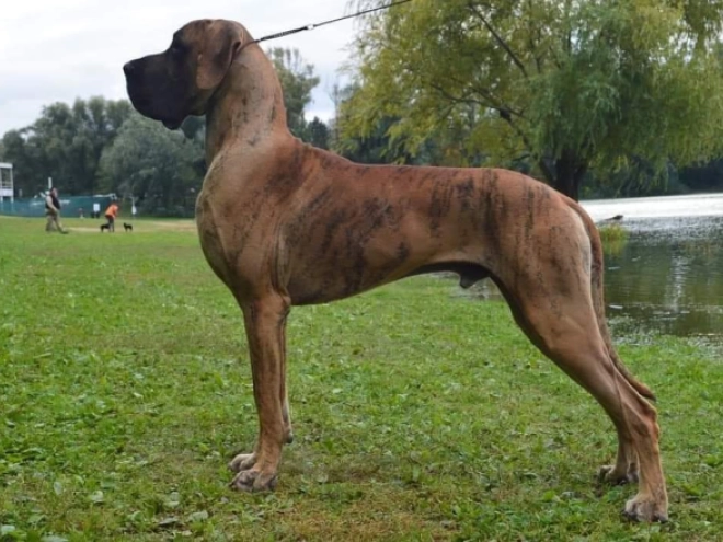Perros Gran Danés en venta