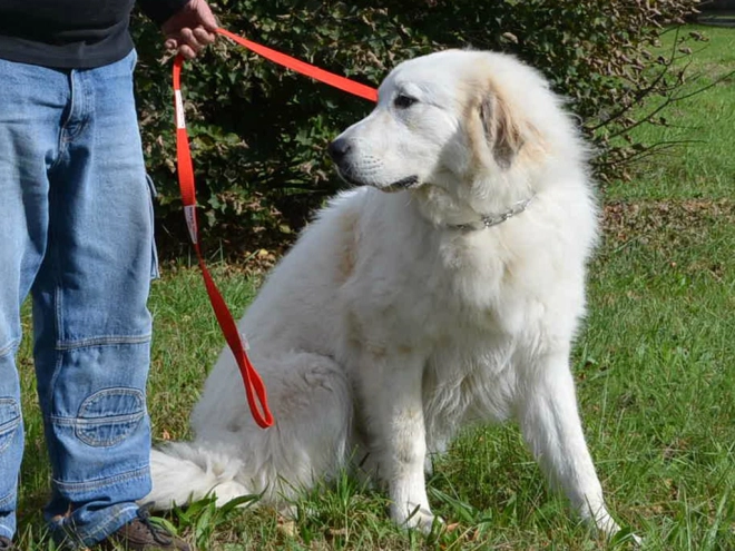 Great Pyrenees puppy for sale