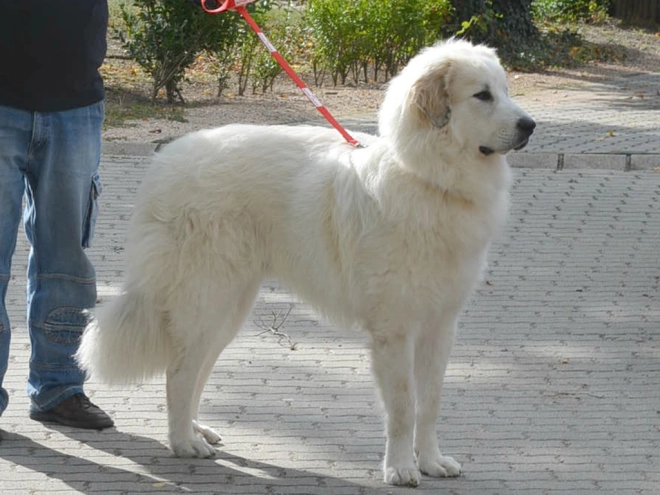 Great Pyrenees puppy for sale