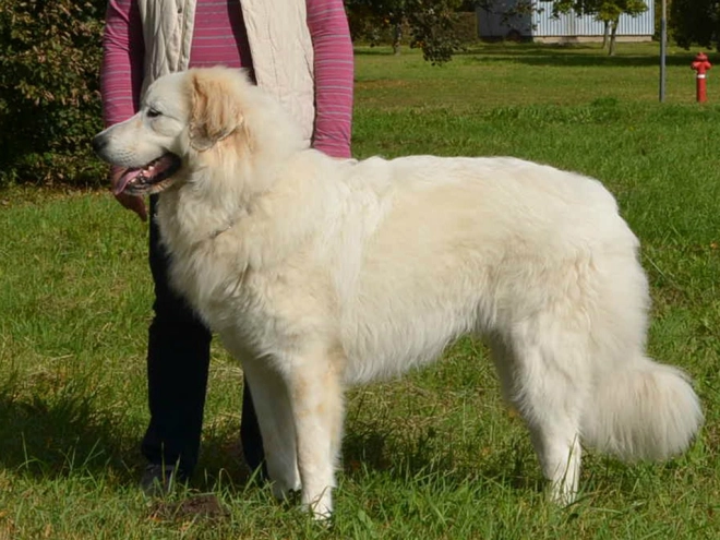 Great Pyrenees puppy for sale