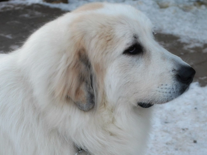 Great Pyrenees puppy for sale