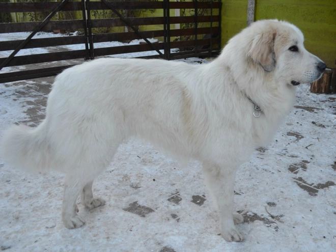 Great Pyrenees puppy for sale