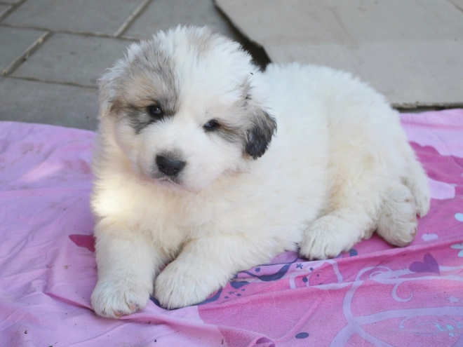 Perros Gran Pirineo en venta