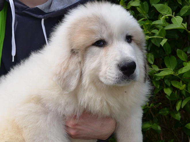 Perros Gran Pirineo en venta