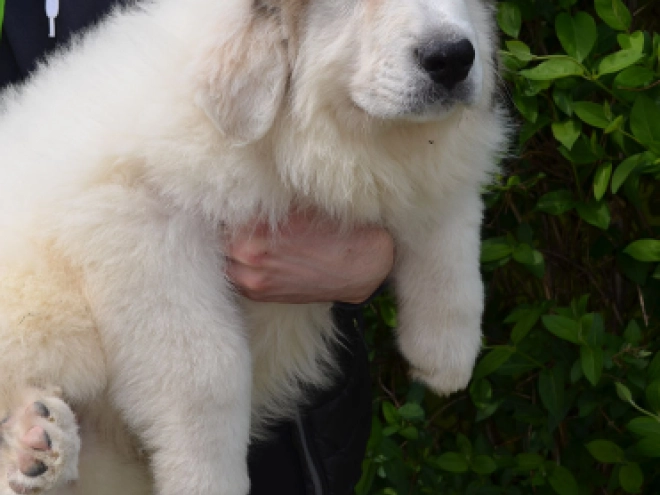 Perros Gran Pirineo en venta