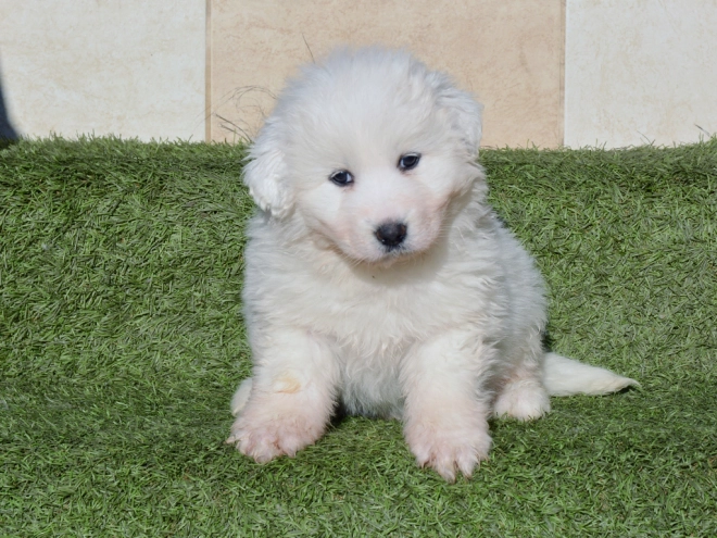 Perros Gran Pirineo en venta