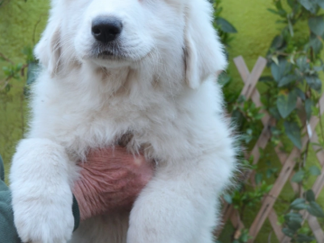 Perros Gran Pirineo en venta
