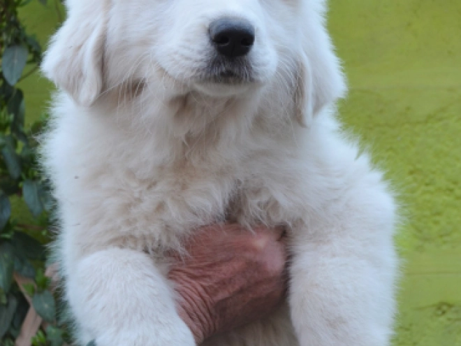 Perros Gran Pirineo en venta