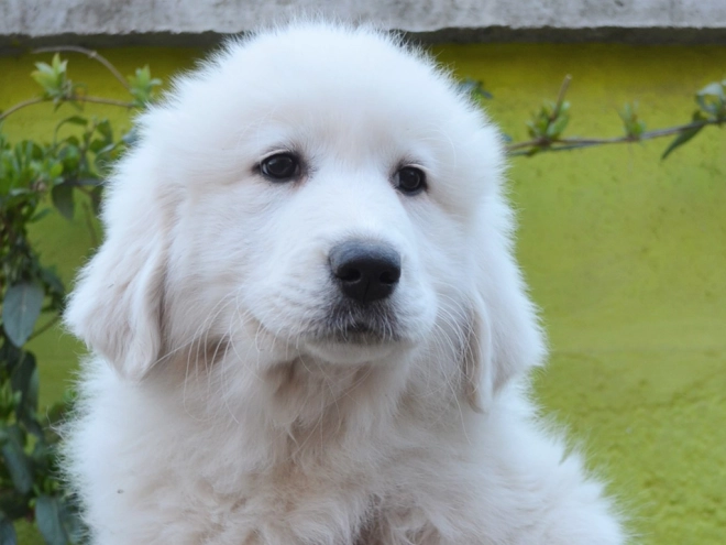Perros Gran Pirineo en venta