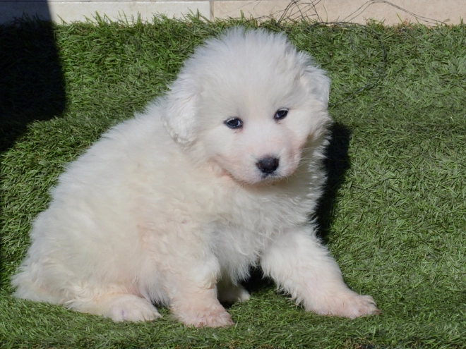 Perros Gran Pirineo en venta