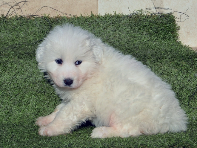 Perros Gran Pirineo en venta