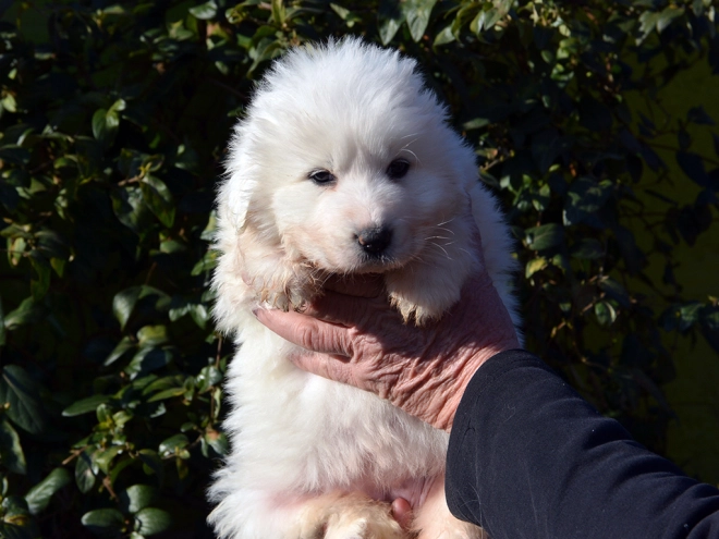 Perros Gran Pirineo en venta