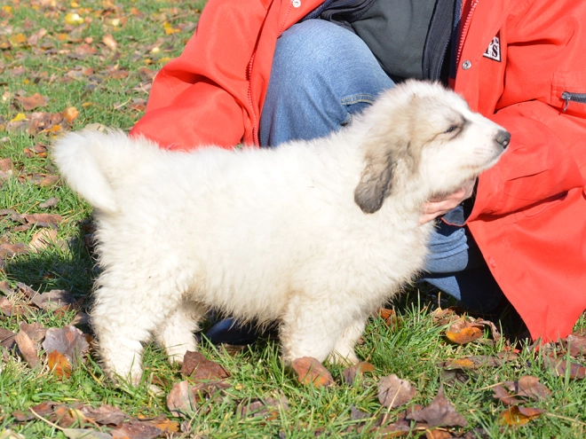 Great Pyrenees puppy for sale