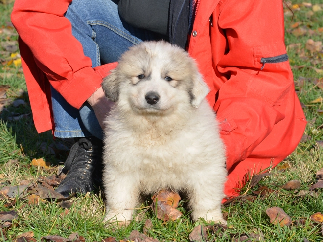 Great Pyrenees puppy for sale